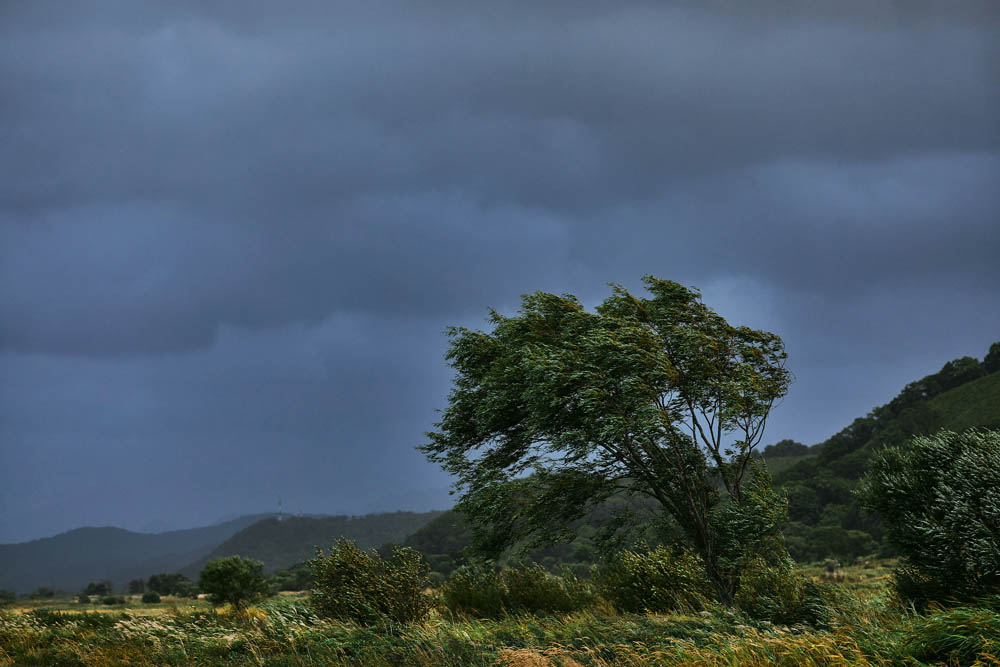 om Wind gebeugter Baum als Bild für den Umgang mit Reorganisation